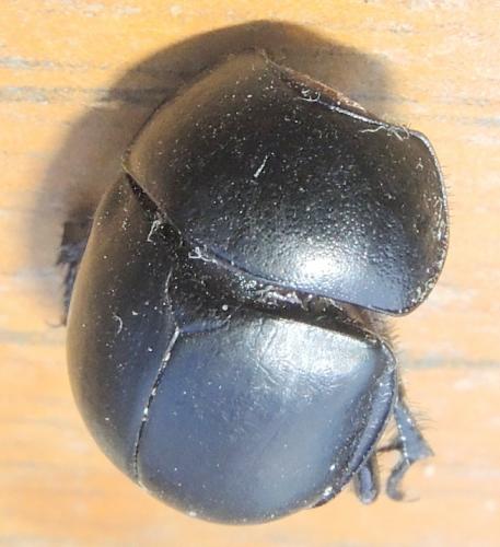 Réf. 241 924 : Trypocopris vernalis